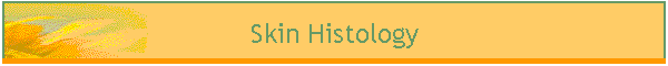 Skin Histology