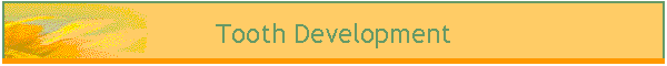 Tooth Development